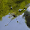 Water Spider