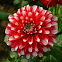 Dahlia x hybrida