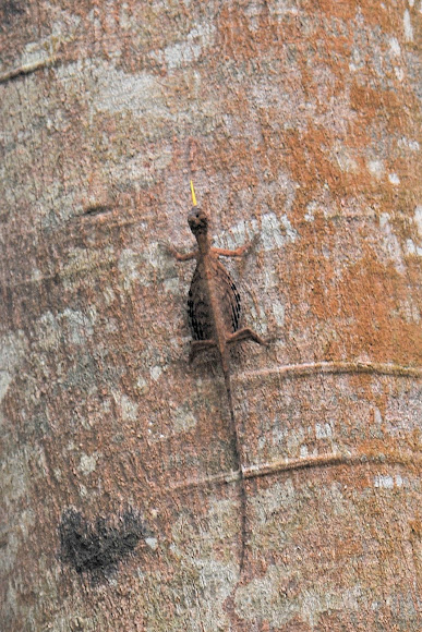 Spotting Image 1
