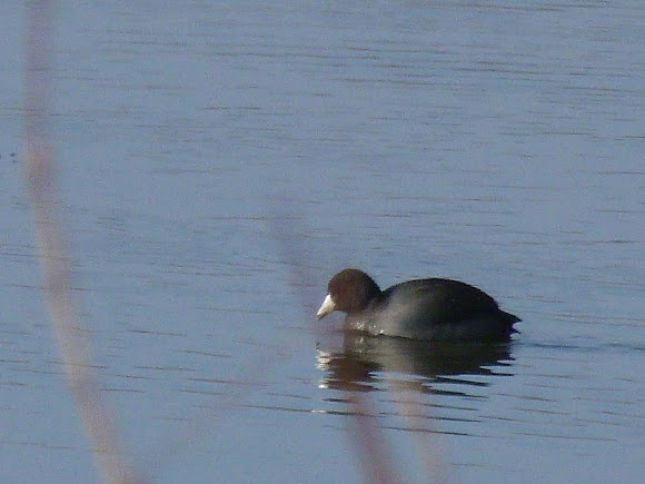 Spotting Image 1