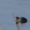 American Coot