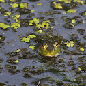 Bullfrog