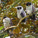 Black and White Owl