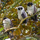 Black and White Owl