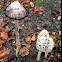 Shaggy mane