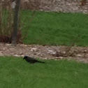 American Crow