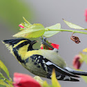 Himalayan Black-lored Tit