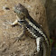San Cristóbal Lava Lizard