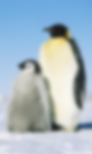 How to install Funny Penguin at rain LWP 2.0 mod apk for laptop