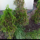 Eastern White Cedar