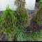 Eastern White Cedar