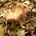 Laccaria sp.