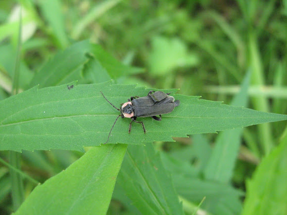 Spotting Image 1