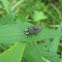 Firefly
