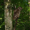Barred Owl