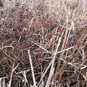 Swamp Rose hips