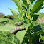 monarch butterfly caterpillar