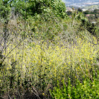 Wild mustard