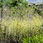 Wild mustard