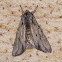 Dagger Moth?