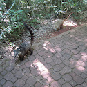 Coati