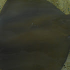 Sting Rays