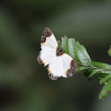 Ninias Metalmark