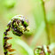 Narrow buckler fern