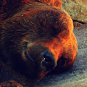Brown bear