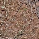Grand Canyon rattlesnake
