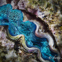 Crocus Clam, Boring Giant Clam