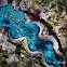 Crocus Clam, Boring Giant Clam
