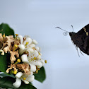Long-tailed Skipper
