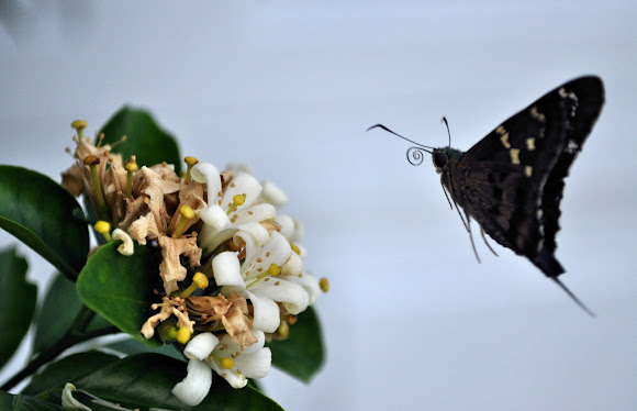 Spotting Image 1