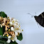 Long-tailed Skipper