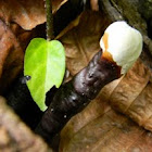 fungus