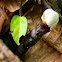 fungus