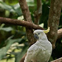 Sulphur-crested Cockatoo