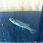Banded Killifish