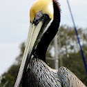 Brown Pelican