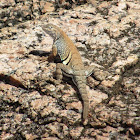 Texas Earless Lizard