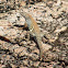 Texas Earless Lizard