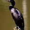Bigua