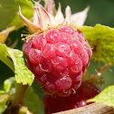 Red Raspberry