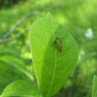 Buffalo Treehopper