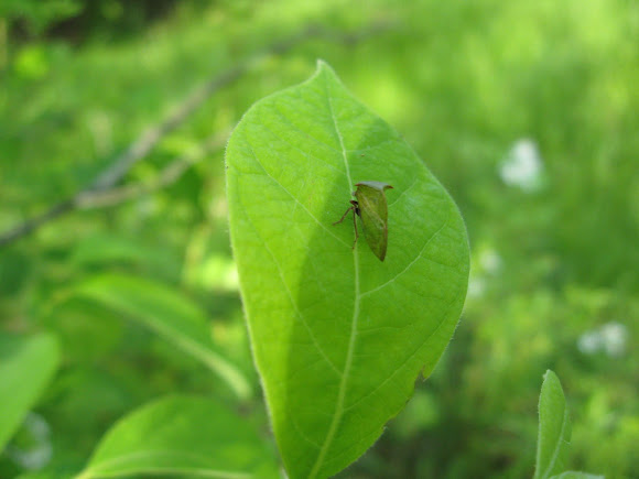 Spotting Image 1