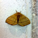 Monkey Moth