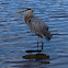 Great blue heron