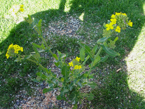 Spotting Image 1