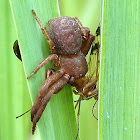 Crab Spider